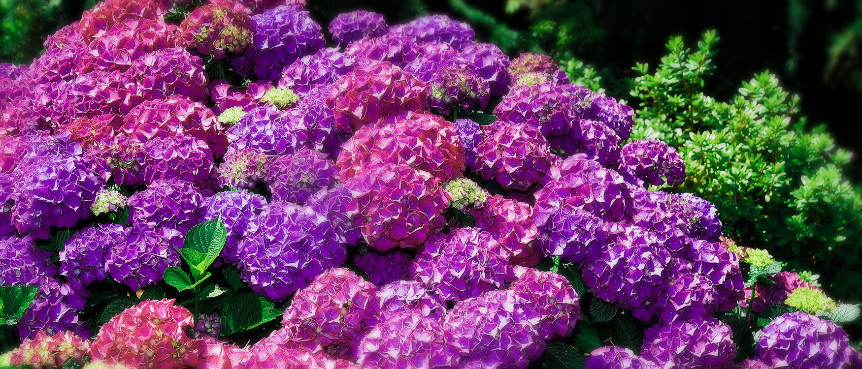 Hydrangeas