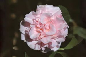 King's Ransom Camellia