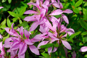 Koromo Shikibu Azalea