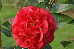 Kramers Supreme Camellia