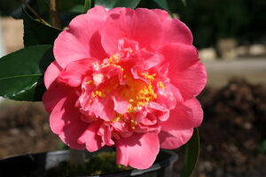 kumasaka Camellia