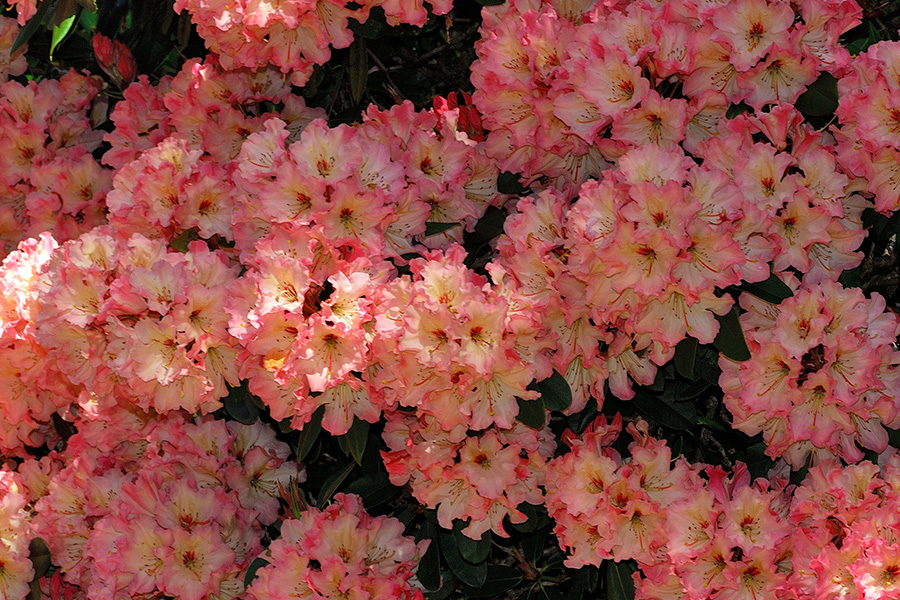 Lems Cameo Rhododendron