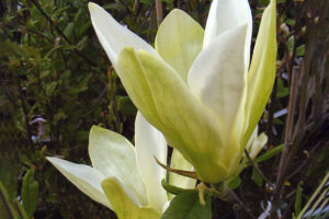 magnolia limelight