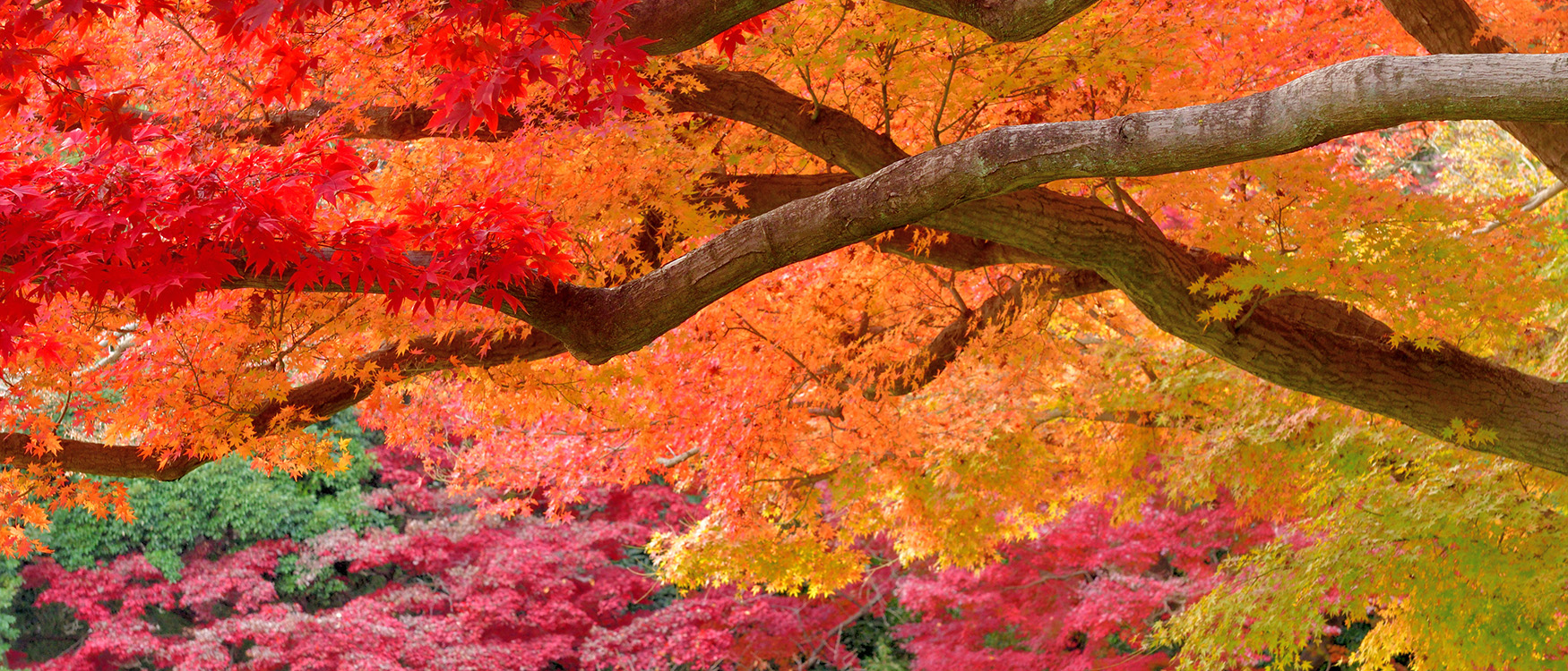 Autumn Leaf Color of Japanese maple trees