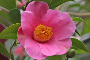 Mary Christian Camellia