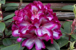 Midnight Mystique Rhododendron