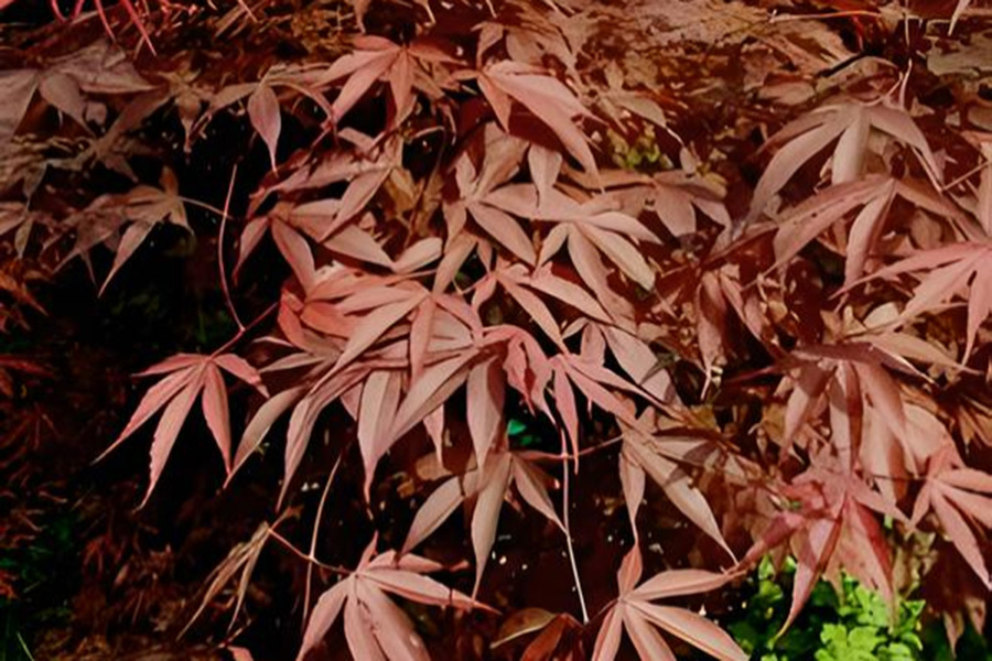 Maple varieties at Whitney Gardens & Nursery