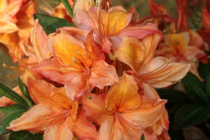 Mt. St. Helen's Azalea