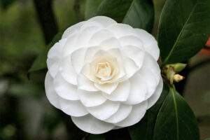 Nuccios Gem Camellia