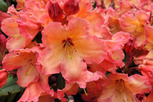 Olympic Sunset rhododendron