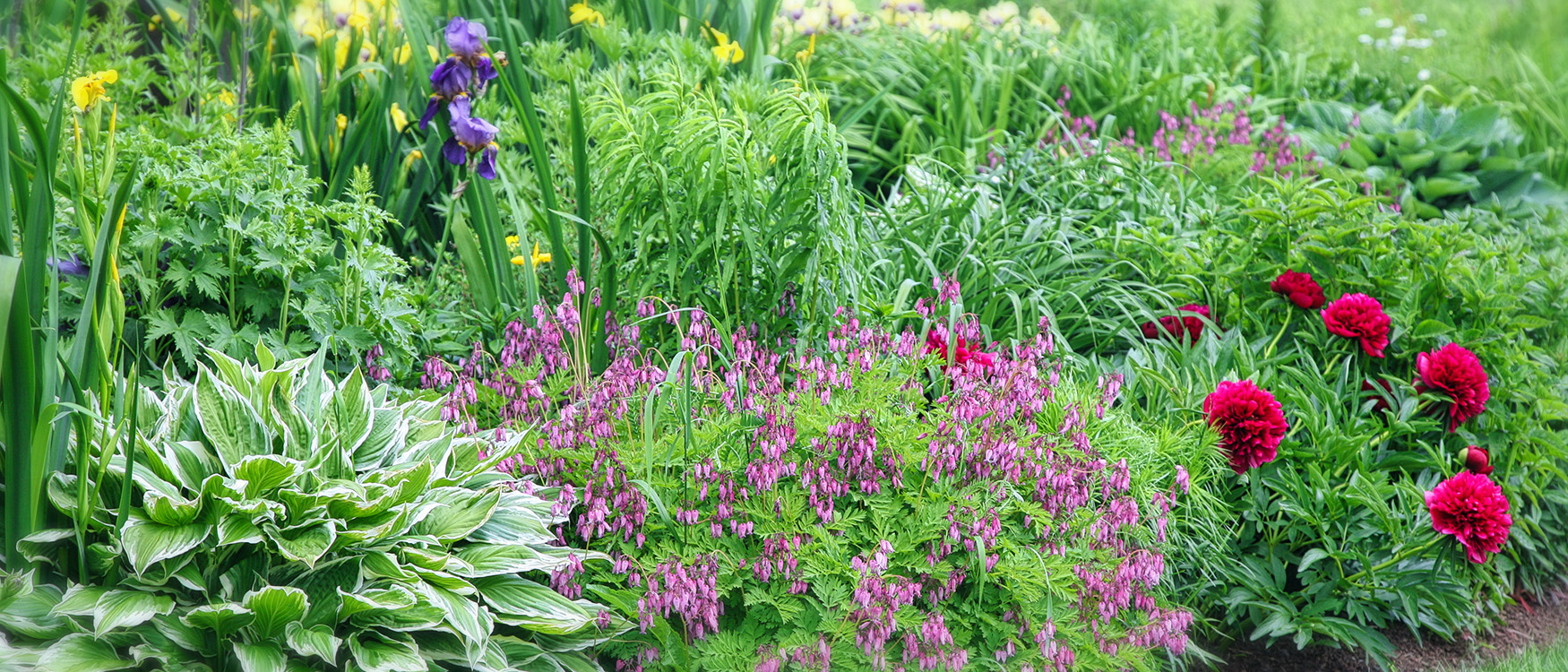 Perennial Garden