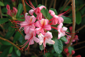 Pink and Sweet Azalea