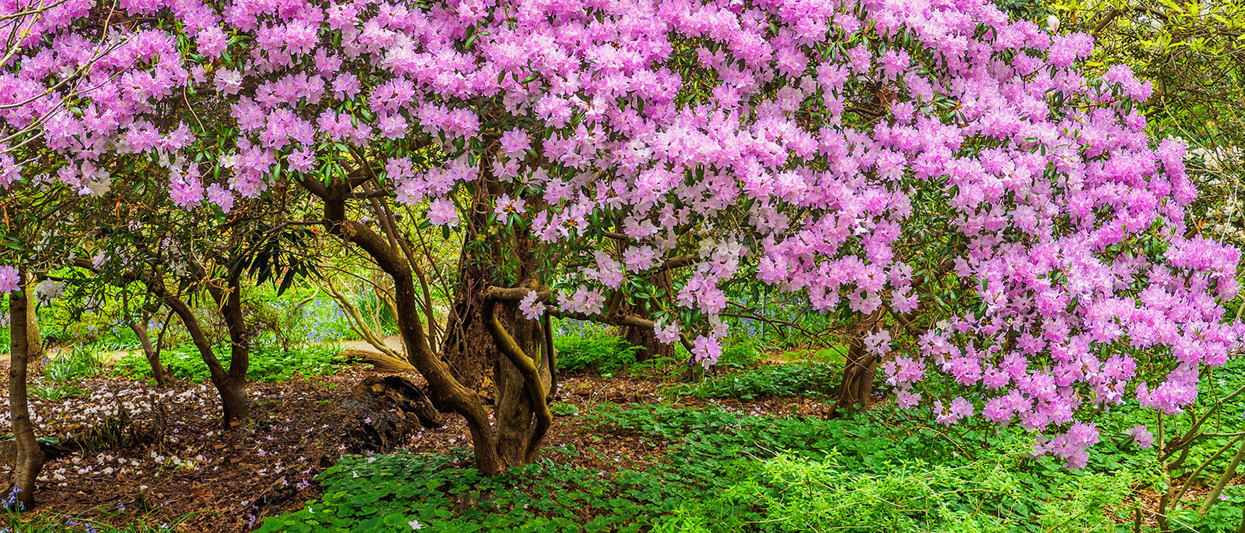 Walking path among blossoming rhododendron