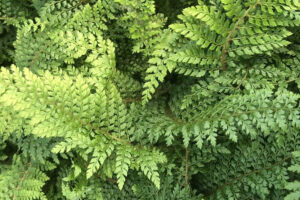 Polystichum setiferum (Divisilobum Group) 'Herrenhausen'