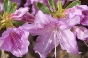 R. Poukhanense Azalea