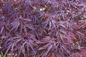 red dragon maple