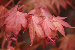 Red Rocket Maple