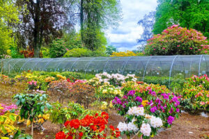 Green House and Rhodies