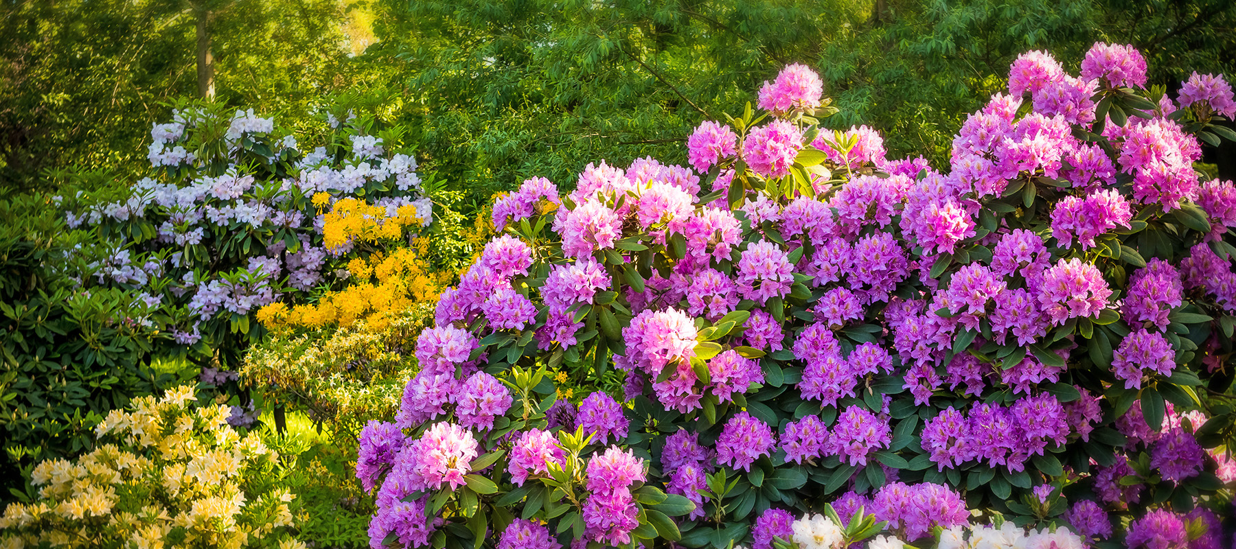 Rhododendron plants in bloom