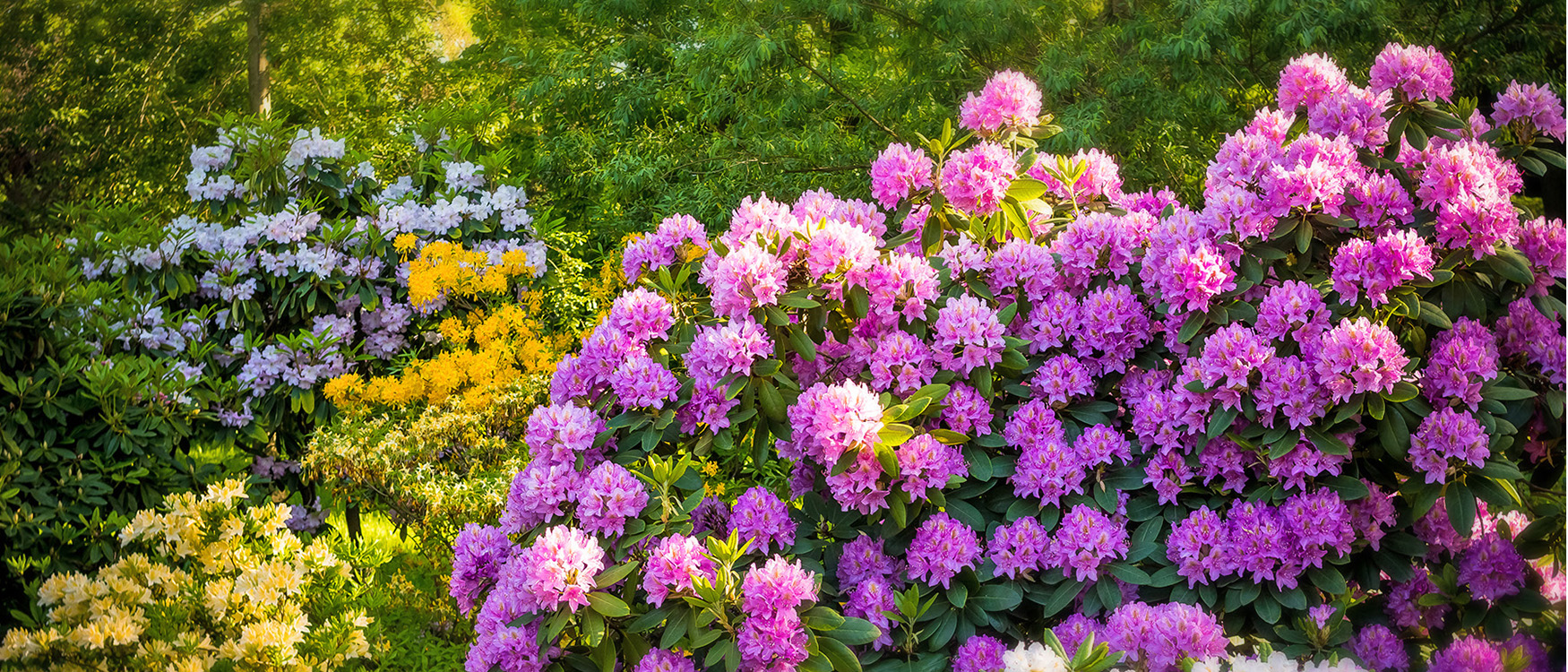 Rhododendron plants