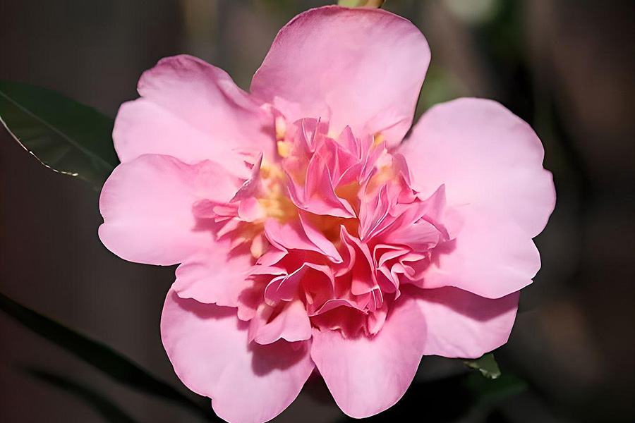 Show No Sake Camellia