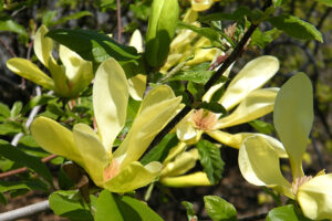 sunburst magnolia