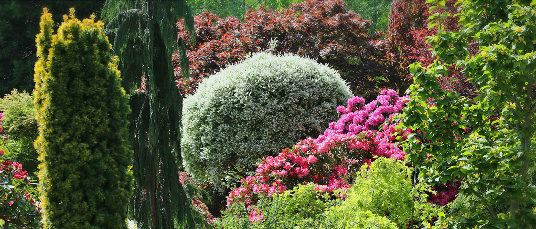 Multi colored garden plants