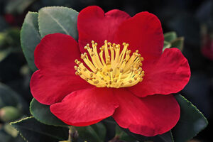 Yuletide Camellia