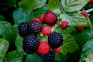 Black Raspberry