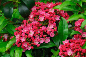 Kalmia Nipmunk