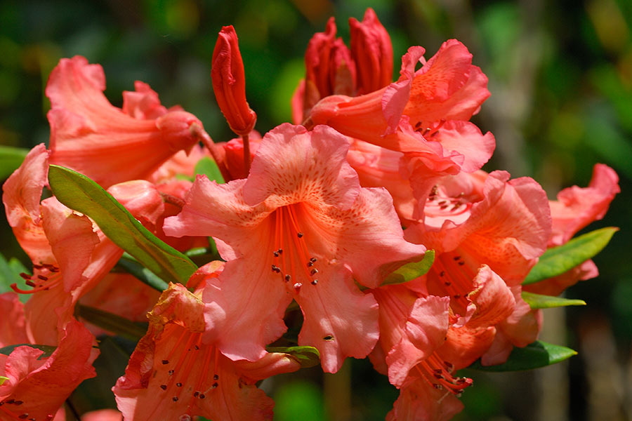 Tortoiseshell Wonder