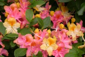 Garden Rainbow (Deciduous)