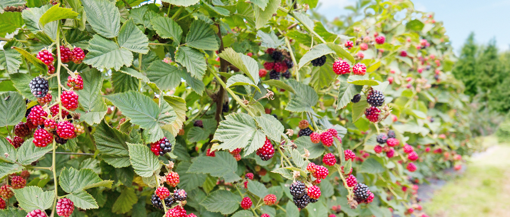 blackberries