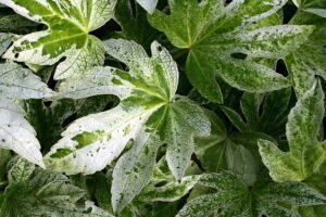 Spiders Web Fatsia