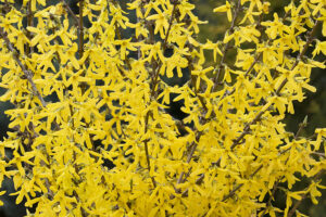 forsythia