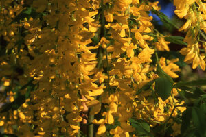 Golden Chain Tree