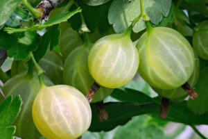 Gooseberries