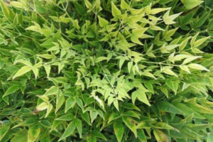 nandina-cool-glow-lime