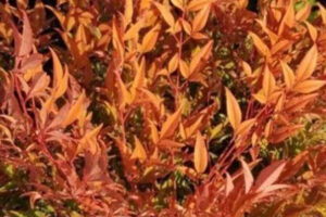 Cool Glow Peach Nandina