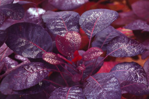 smoke-tree-royal-purple