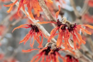 Witch Hazel Tree