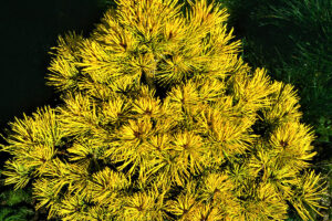 Pinus sylvestris Gold coin