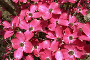 Cornus Flor Cherokee