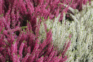 Pink and White Heathers