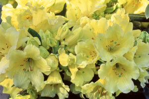 Hotei Rhododendron