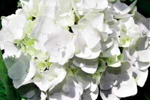 Blushing Bride Hydrangea