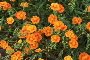 Helianthemum Henfield Brilliant