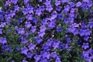 Lithodora Grace Ward