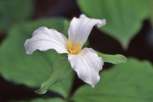 Trillium