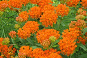 Ascelepias Tuberosa